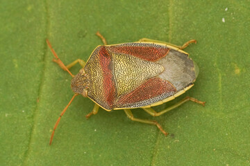 Closeup on a colorful adult gorse shield bug,Piezodorus lituratus sitting on vegetation