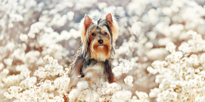 Wide Background With Yorkshire Terrier At The White Flowers Meadow