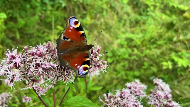Wonderful butterfly on a flower closeup concept, beautiful  Aglais sits on a flower and develops in the wind,  the wind shakes the peacock butterfly, summer atmosphere, green background