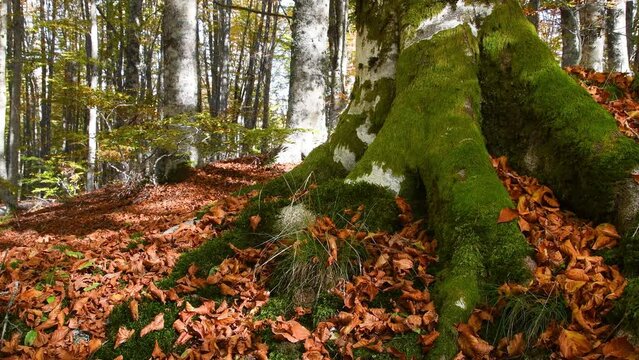 October. Spectacular beech forest in autumn. Detail of the beautiful roots of a beech with green moss.