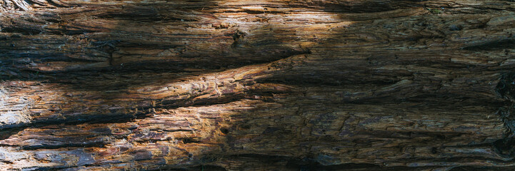 Tree bark background.