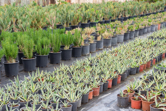 Many blue agaves grown in pots at the garden center plantation, naf one other cactus and prickly pear.