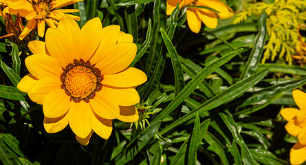 Three red flowers with a yellow center are directed towards sunlight.