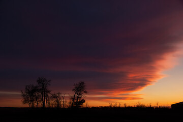 Fototapeta premium Winter bright orange and purple sunset with trees in the foreground.
