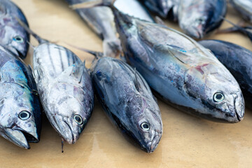 fraichement pêchés