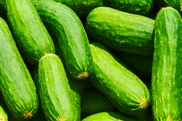 photo of green cucumbers, a fresh vegetable, recently harvested