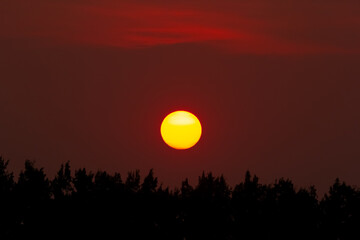 Obraz premium Big orange sun in smoke at red night over the forest.