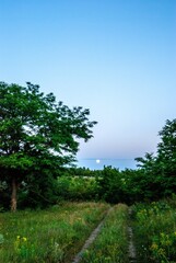 Obraz premium tree in the field