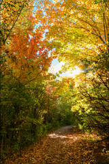 Autumn colors in deciduous forests