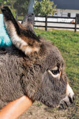 Pet baby donkey in it's owners arms