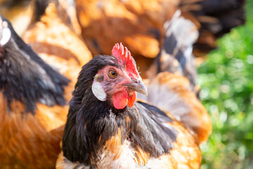 rooster enjoys the fresh green grass at his home farm