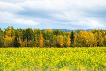 Blooming canola field along the autumn colourful trees.