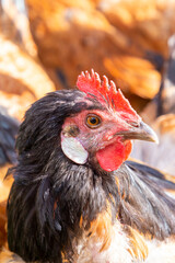 rooster enjoys the fresh green grass at his home farm