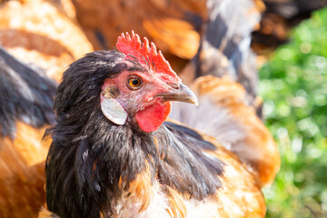 rooster enjoys the fresh green grass at his home farm