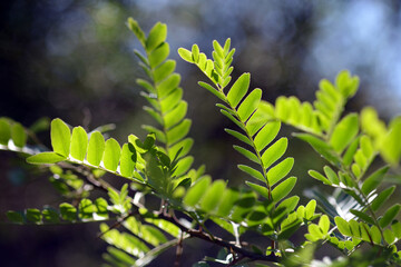 グレディトシア・フェラ　若葉