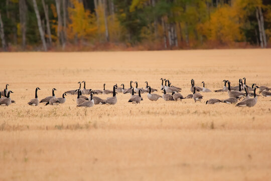 Flock Of Canada Goose Foraging In The Field Along The Yellow Trees.