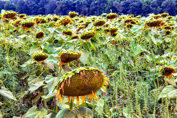 Sunflowers at season's end in field