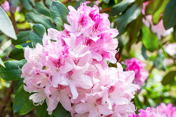 Bright pink Rhododendron hybridum Cheer flowers with leaves in the garden in summer.