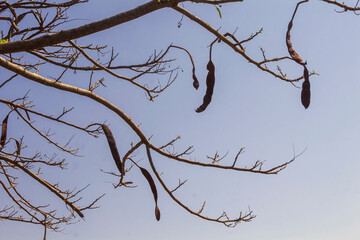 Favas IMG_0010