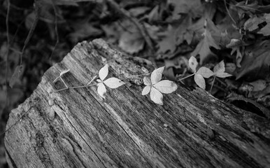 Nature in Monochrome