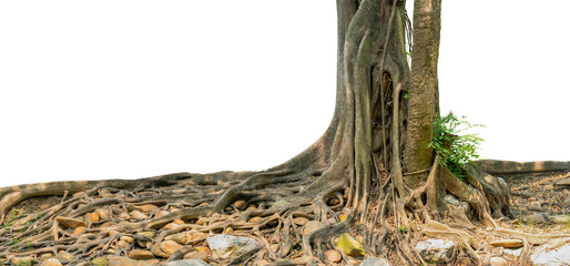 The image tree has been cut out and put a white background.