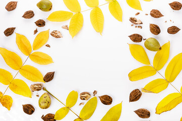 Juglans cinerea, batternut or white walnut, yellow leaves, fruit