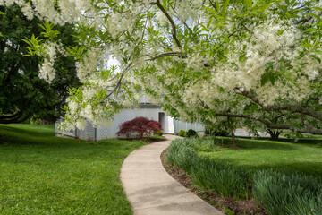 White fringetree (Chionanthus virginicus) tree and Orangery of Hampton National Historic Site. Deciduous shrub or small tree. Richly-scented, thread-like, white flowers. 
