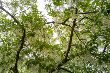 White fringetree (Chionanthus virginicus) tree native to southeastern United States. Deciduous...