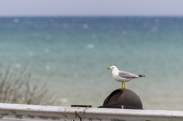 Gull at the water