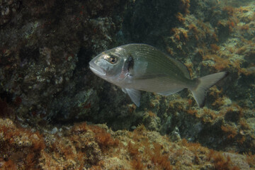 Gilthead seabream (Sparus aurata) in Mediterranean Sea