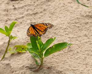 Monarch Butterfly 4
