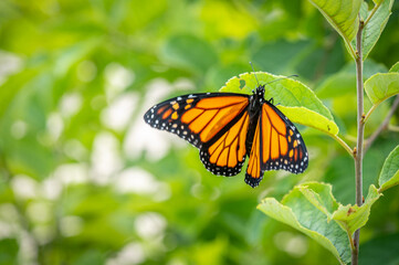 Monarch Butterfly 3