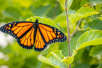 Monarch Butterfly  2