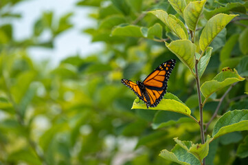 Monarch Butterfly 1