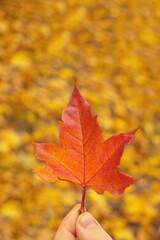 red maple leaf against the background of yellow autumn foliage