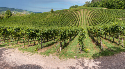 Fototapeta na wymiar Obernai, France - 09 05 2022: Panoramic view of vine fields along the wine route