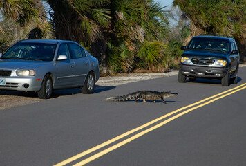 Alligator Crossing the road in Florida 