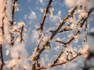 Snowflakes on stalks with thorns in rays of setting winter sun. Rosa canina - L. Warm Light. Openwork, filigree snowflakes at sunset. Beauty in nature. Winter background