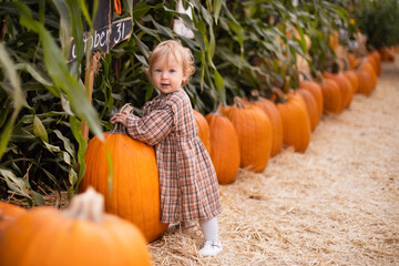 A small blond child in a plaid brown autumn dress in picks a pumpkin at a pumpkin farm in autumn...