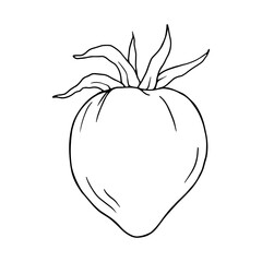 Linear sketch of summer vegetable tomato.Vector graphics.
