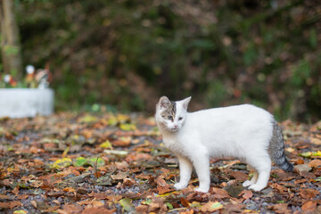 Fototapeta premium Weiße Katze im Herbst