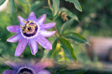Close-up of a flower of passiflora