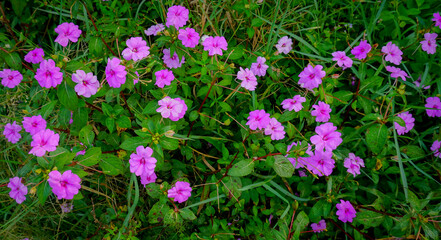 Fototapeta premium Impatiens walleriana is a species of plant in the family Balsaminaceae