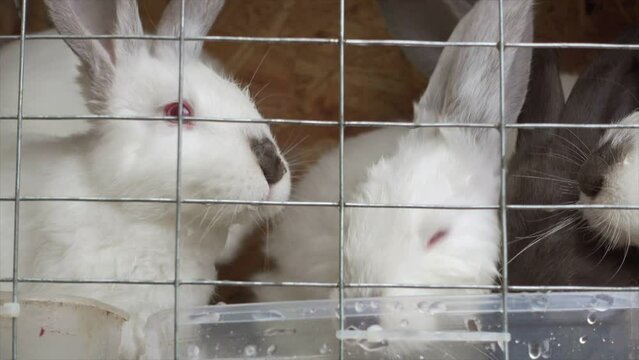 White small rabbits drinking water