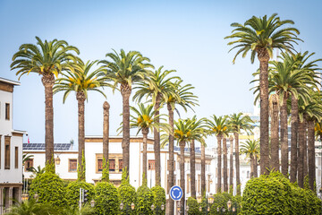 palm trees on the street, rabat, morocco, north africa