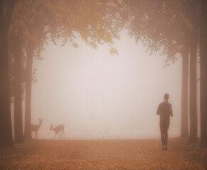 Obraz na płótnie Canvas person running in the fog and deers watching