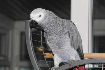 A pet African Grey Parrot playing on top of his cage at his home address. These birds are known for their intelligence, ability to talk and their famous red tails.