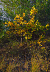 Obraz premium autumn in the forest