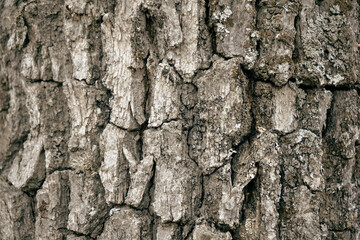 Textura de corteza de árbol de roble