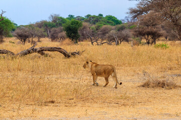 Lioness (Panthera leo) walking in Tarangire national park, Tanzania